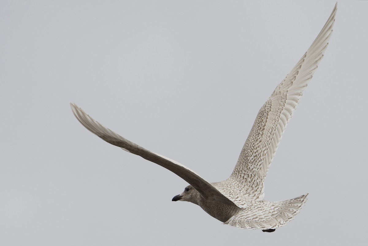 Kaio hegalzuria (kumlieni) - ML644328776