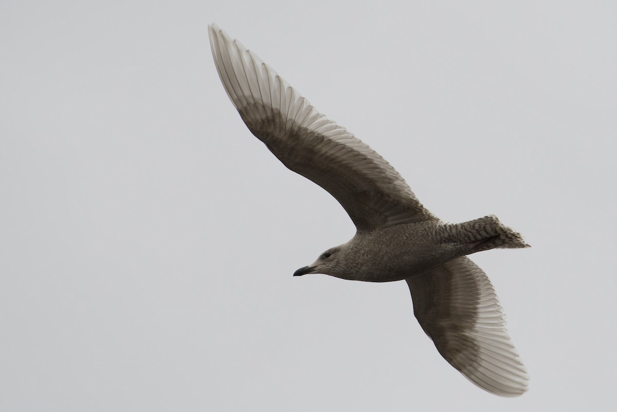 Kaio hegalzuria (kumlieni) - ML644328781