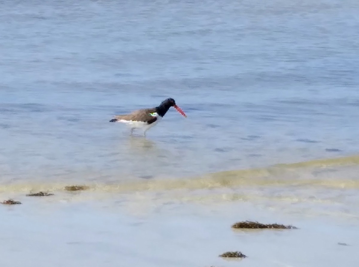American Oystercatcher - ML644328782