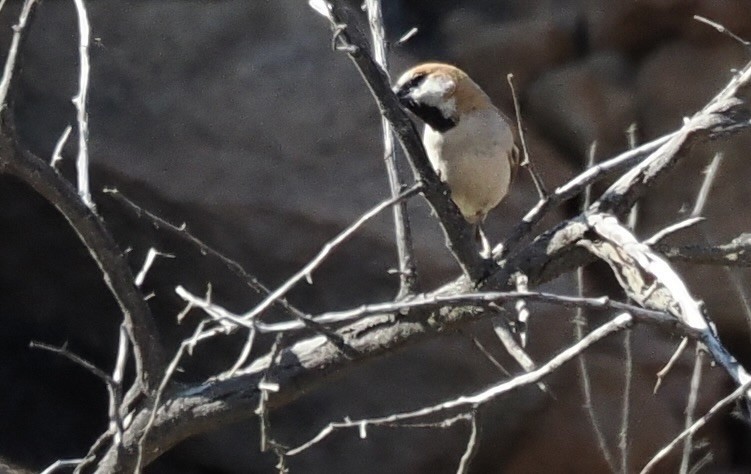 Gorrión Grande - ML644328783