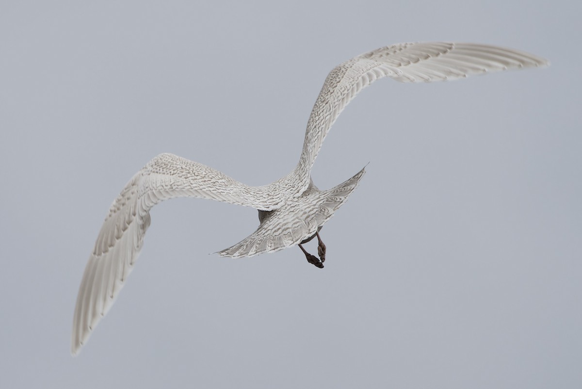 Kaio hegalzuria (kumlieni) - ML644328784