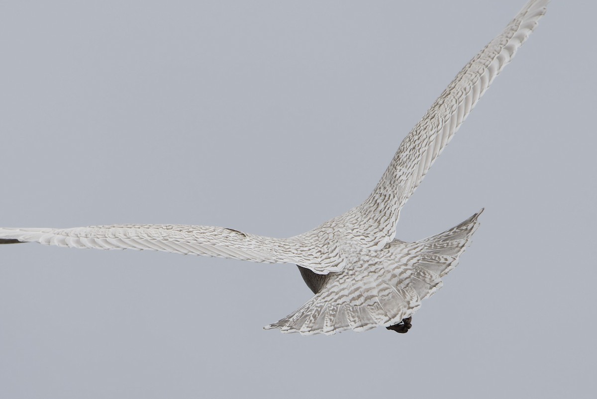 Kaio hegalzuria (kumlieni) - ML644328785