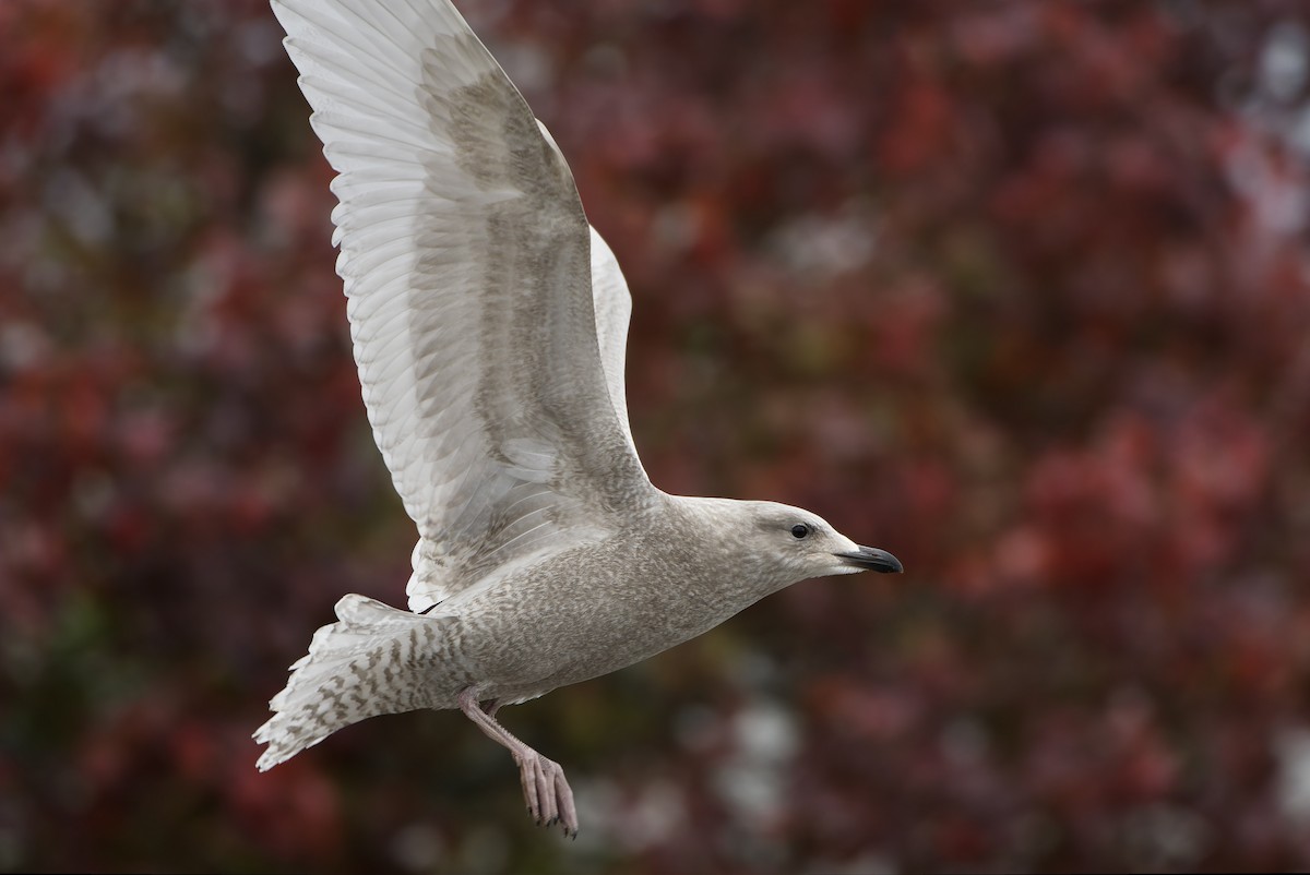 Kaio hegalzuria (kumlieni) - ML644328789