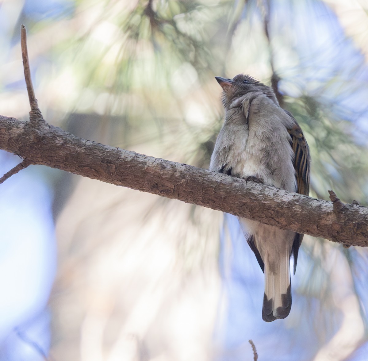 Petit Indicateur (groupe minor) - ML644328797