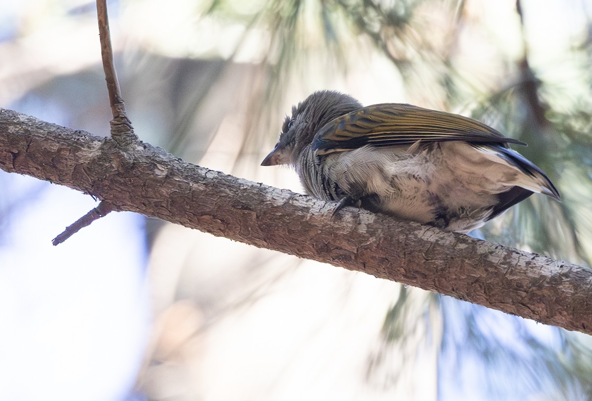 Petit Indicateur (groupe minor) - ML644328798