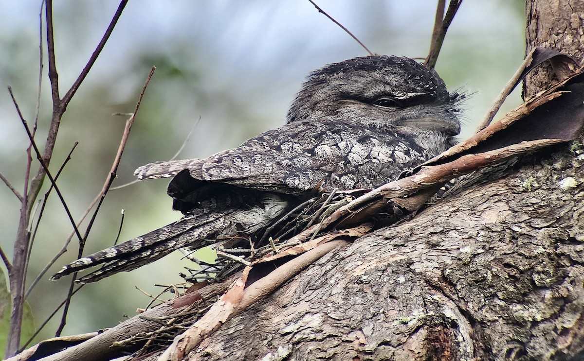 Tawny Frogmouth - ML644328799