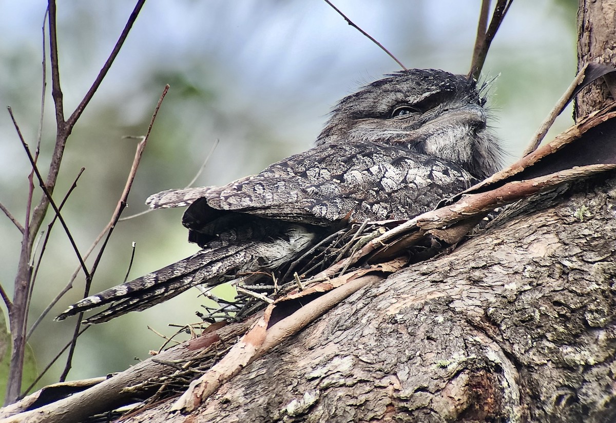 Tawny Frogmouth - ML644328802