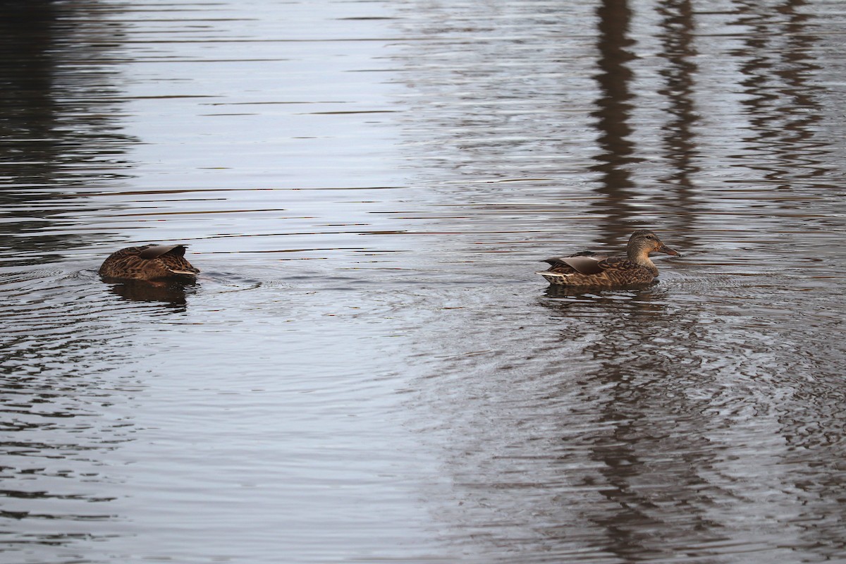 kachna divoká - ML644328804