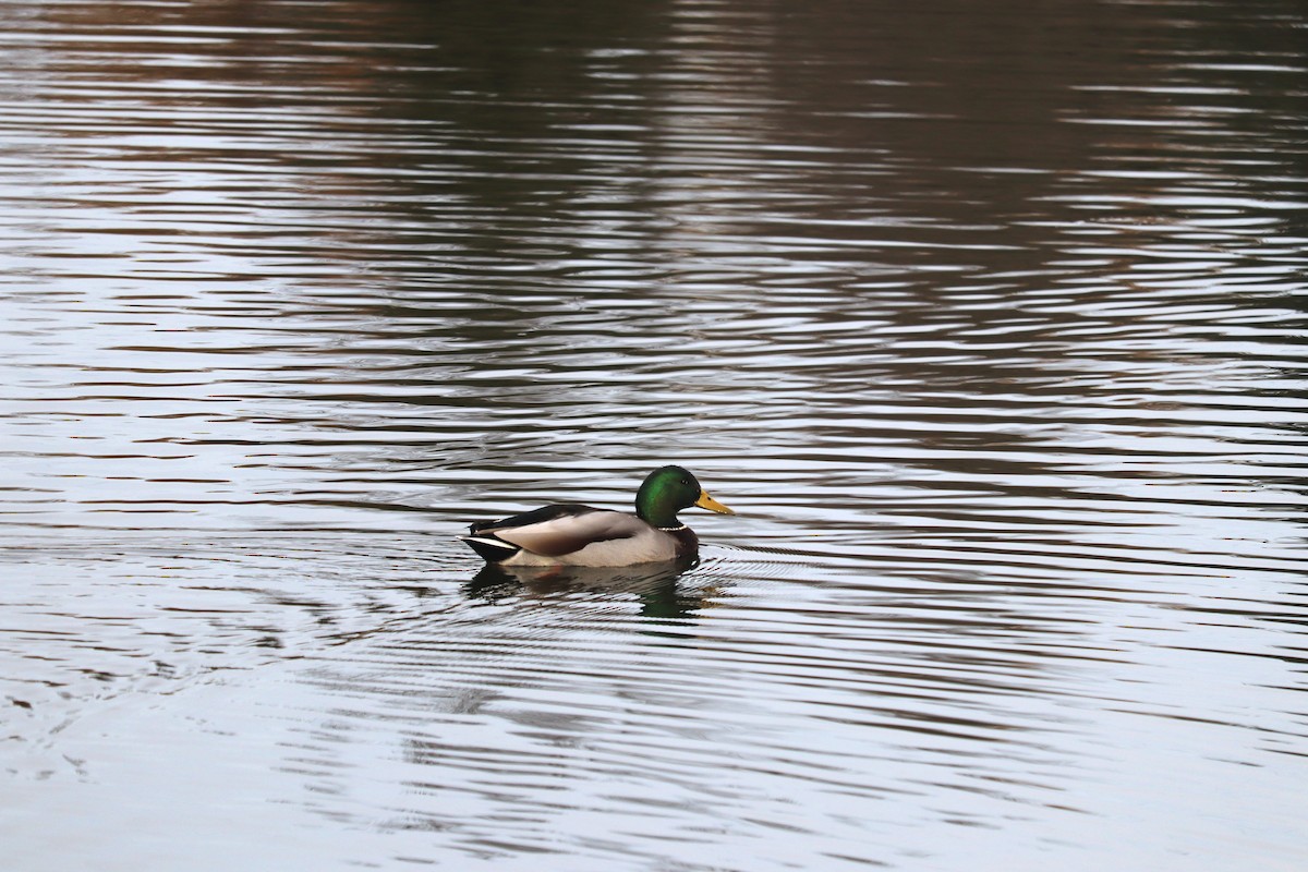 kachna divoká - ML644328805