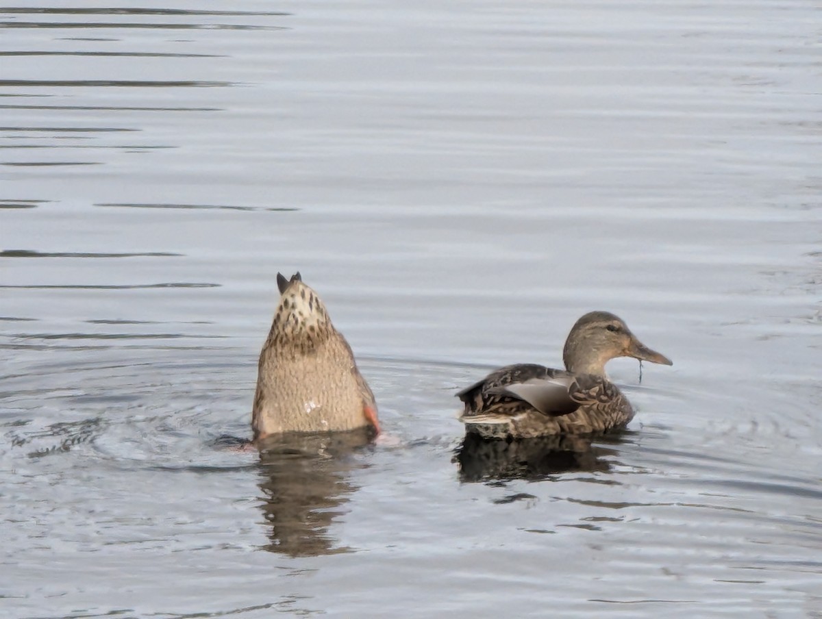 kachna divoká - ML644328806