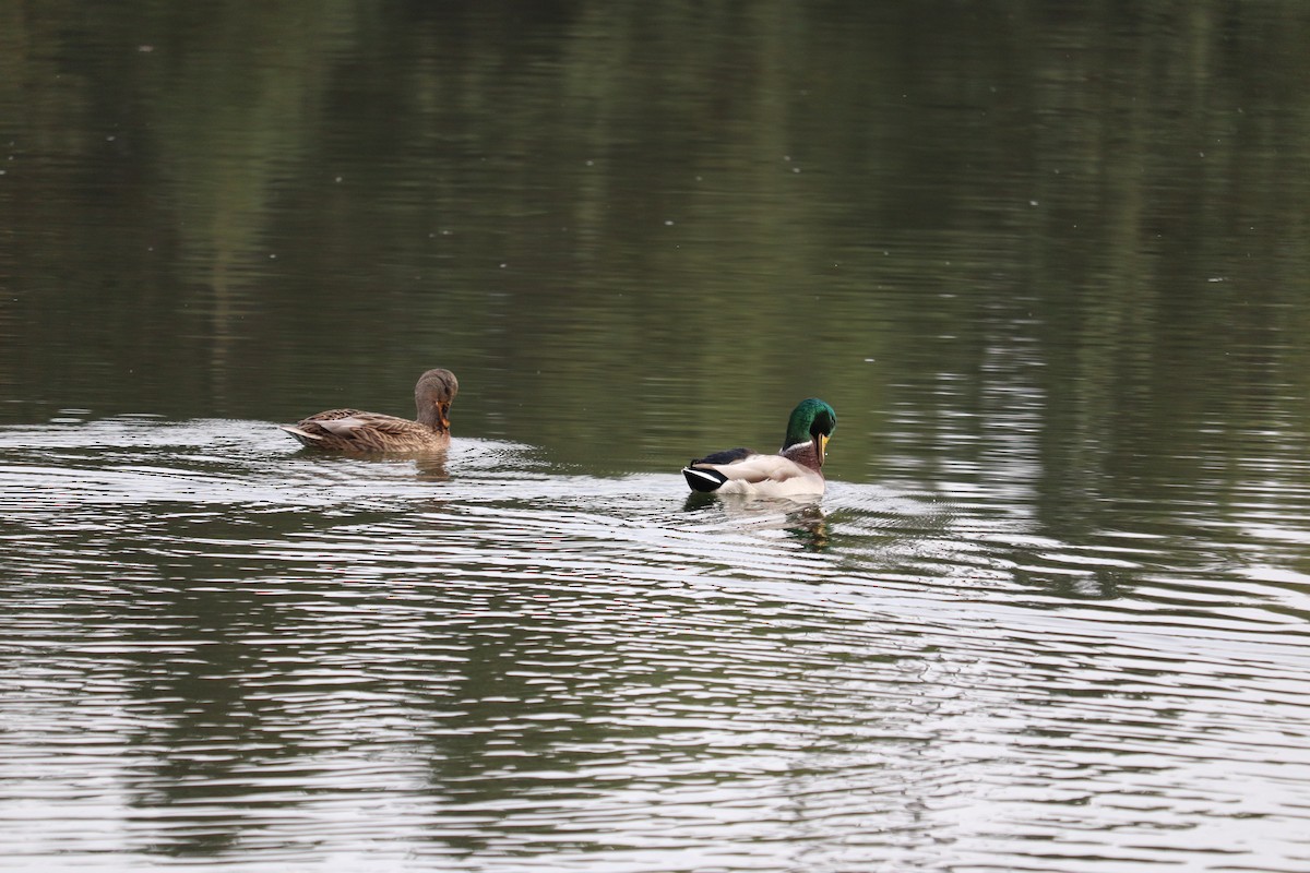 kachna divoká - ML644328807