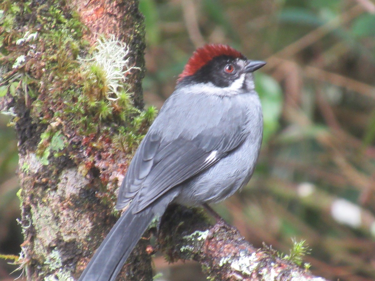Northern Slaty Brushfinch - ML644328828