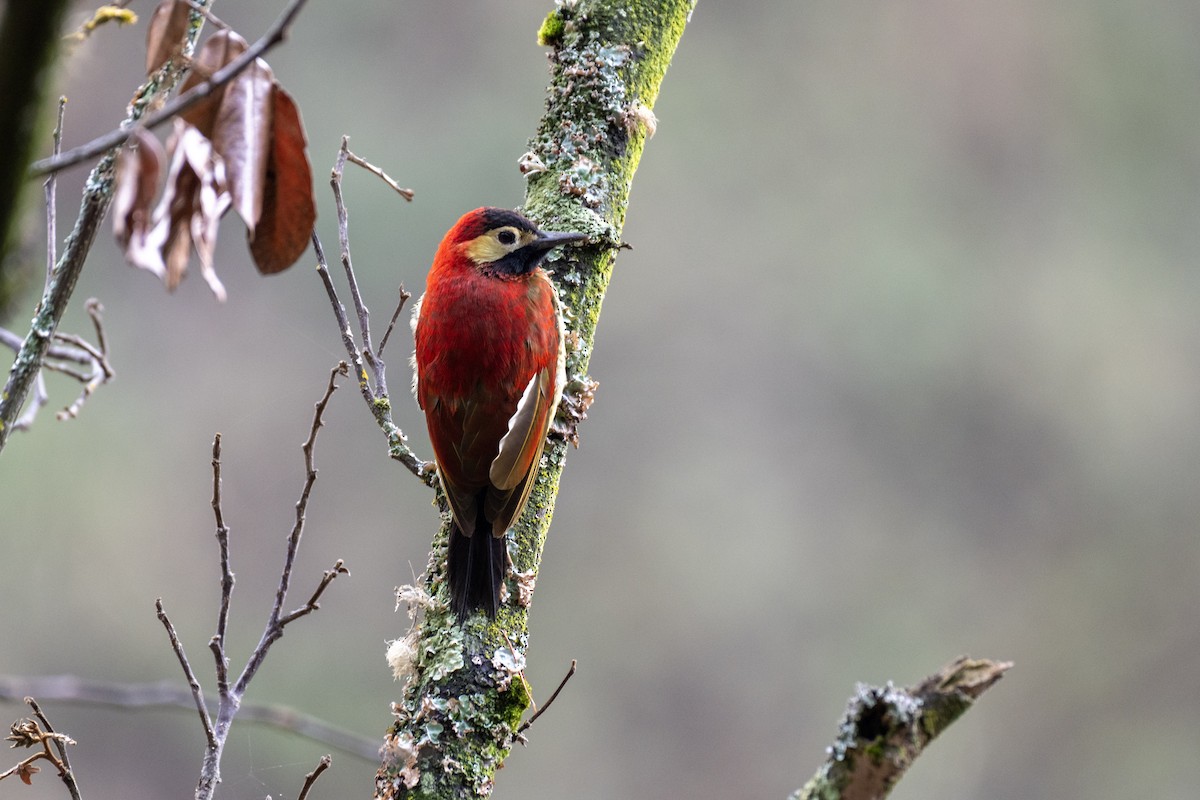Дятел-смугань червонокрилий - ML644328829