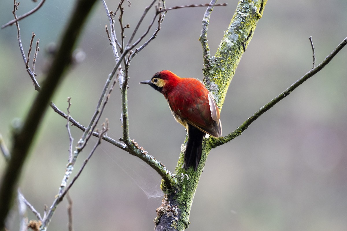 Дятел-смугань червонокрилий - ML644328830