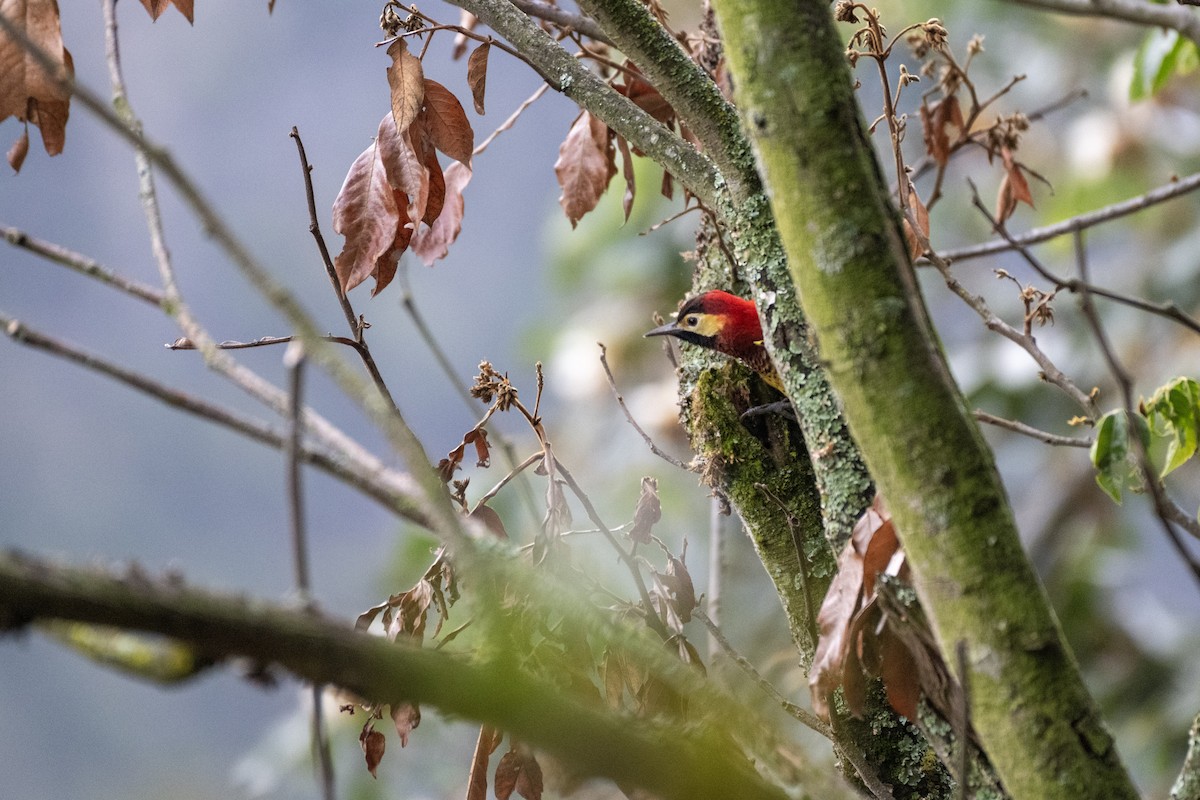 Дятел-смугань червонокрилий - ML644328831