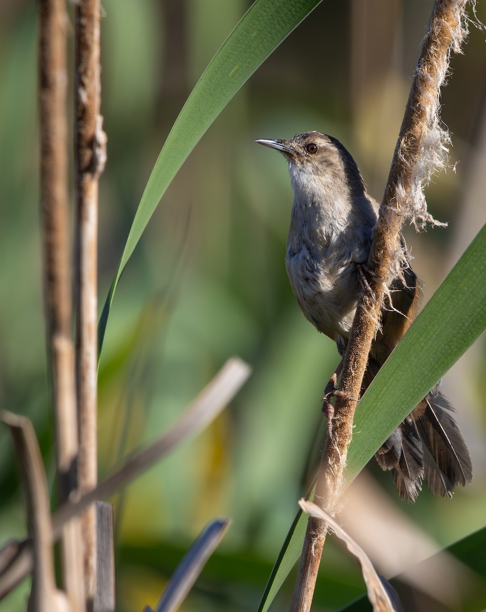 Little Rush Warbler - ML644328832