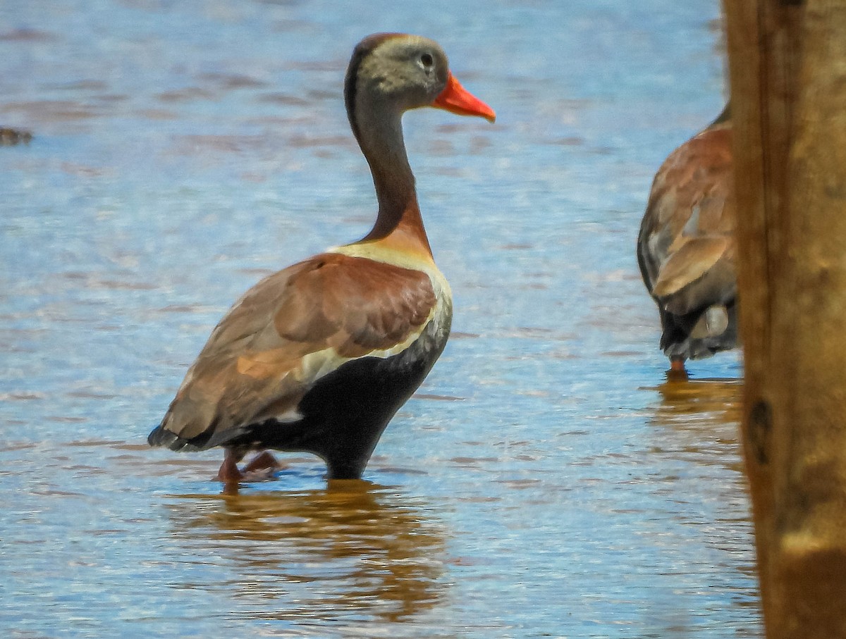 Black-bellied Whistling-Duck - ML644328839