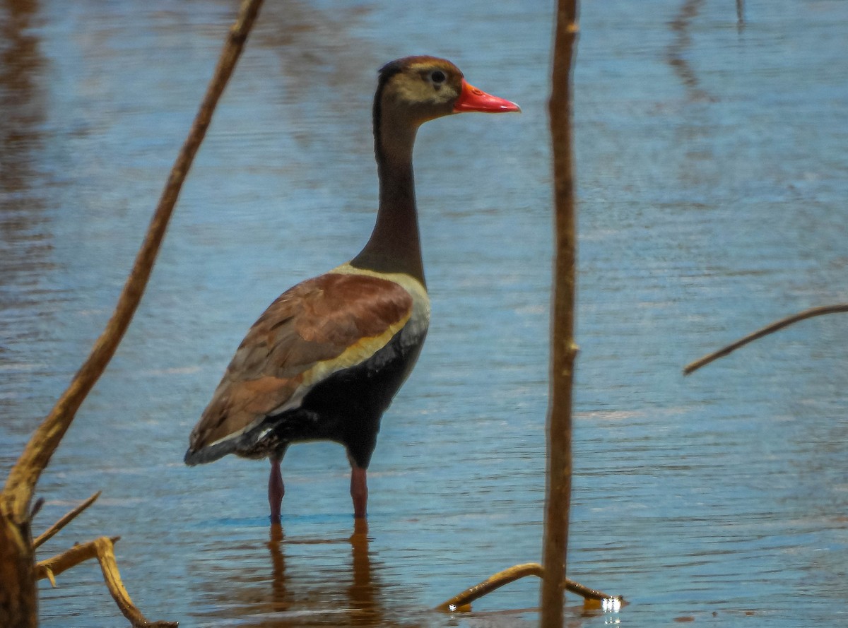 Black-bellied Whistling-Duck - ML644328840