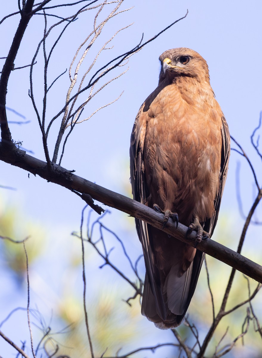 Канюк (vulpinus/menetriesi) - ML644328841