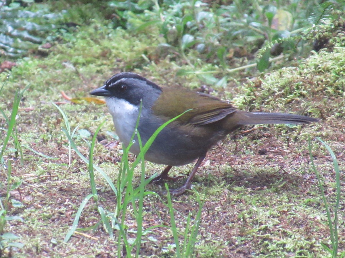 ハイマユヤブシトド - ML644328844