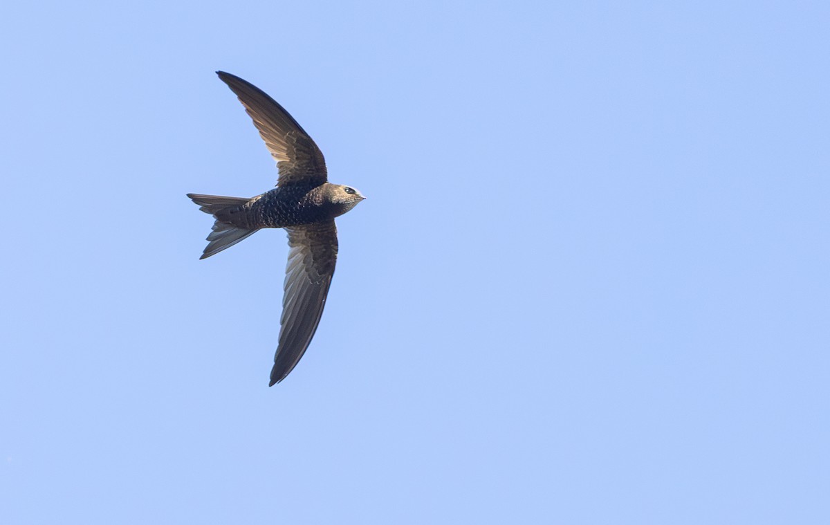 סיס אפריקני - ML644328861