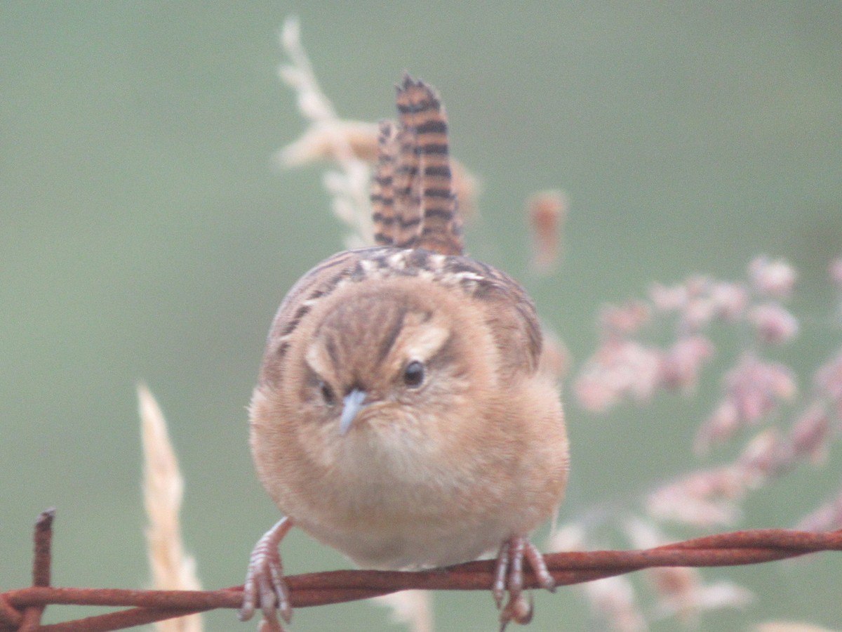 Травяной крапивник - ML644328863
