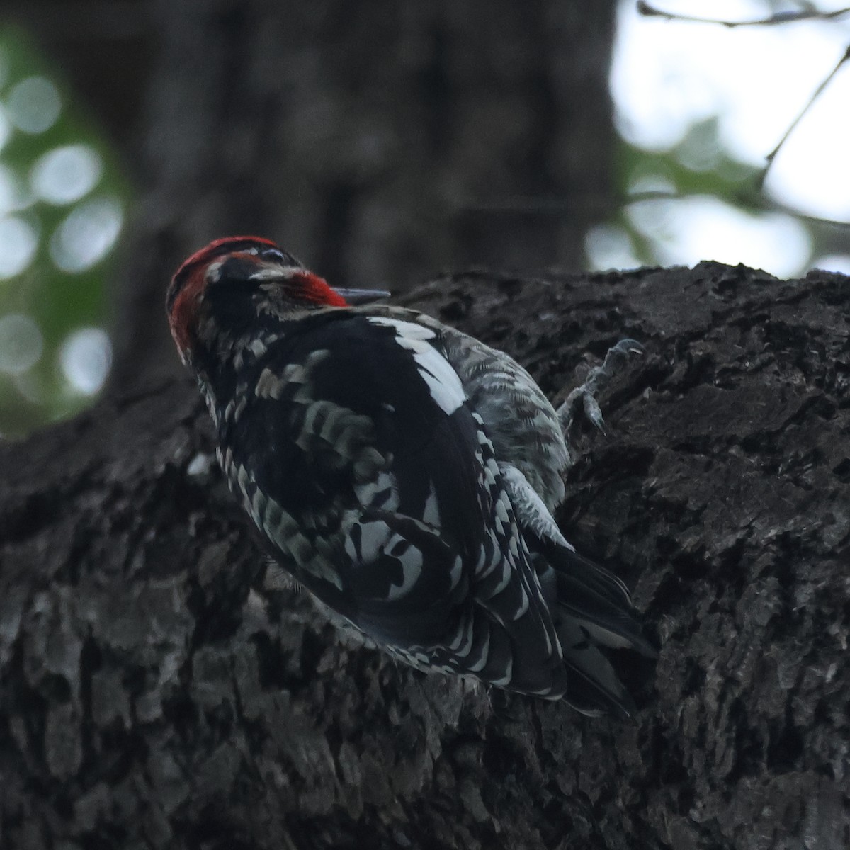 Rotnacken-Saftlecker - ML644328870