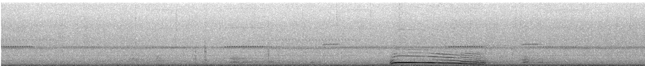 Chouette rayée - ML644328876