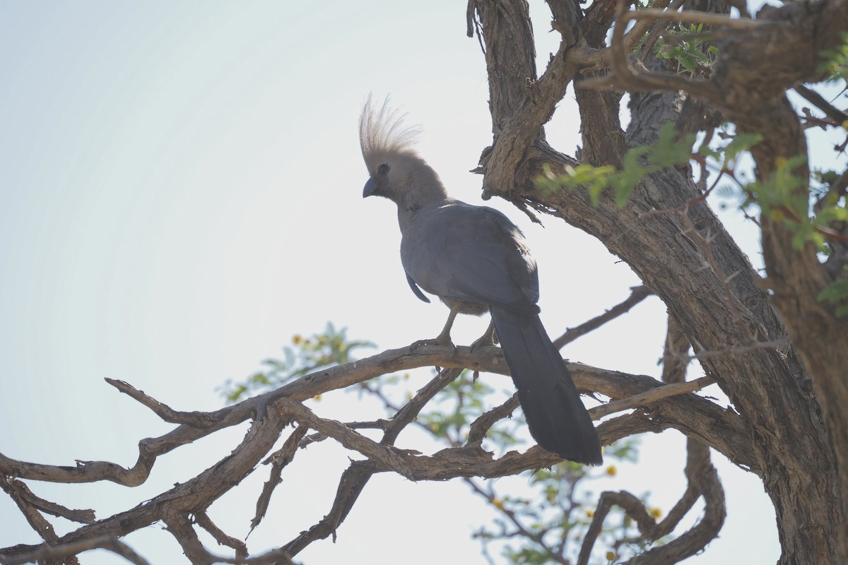 Gray Go-away-bird - ML644328891