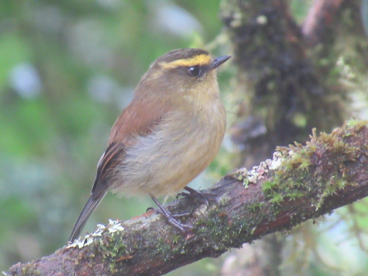 キバラヒタキタイランチョウ - ML644328892