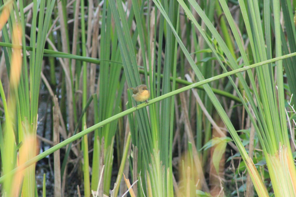 Common Yellowthroat - ML644328897