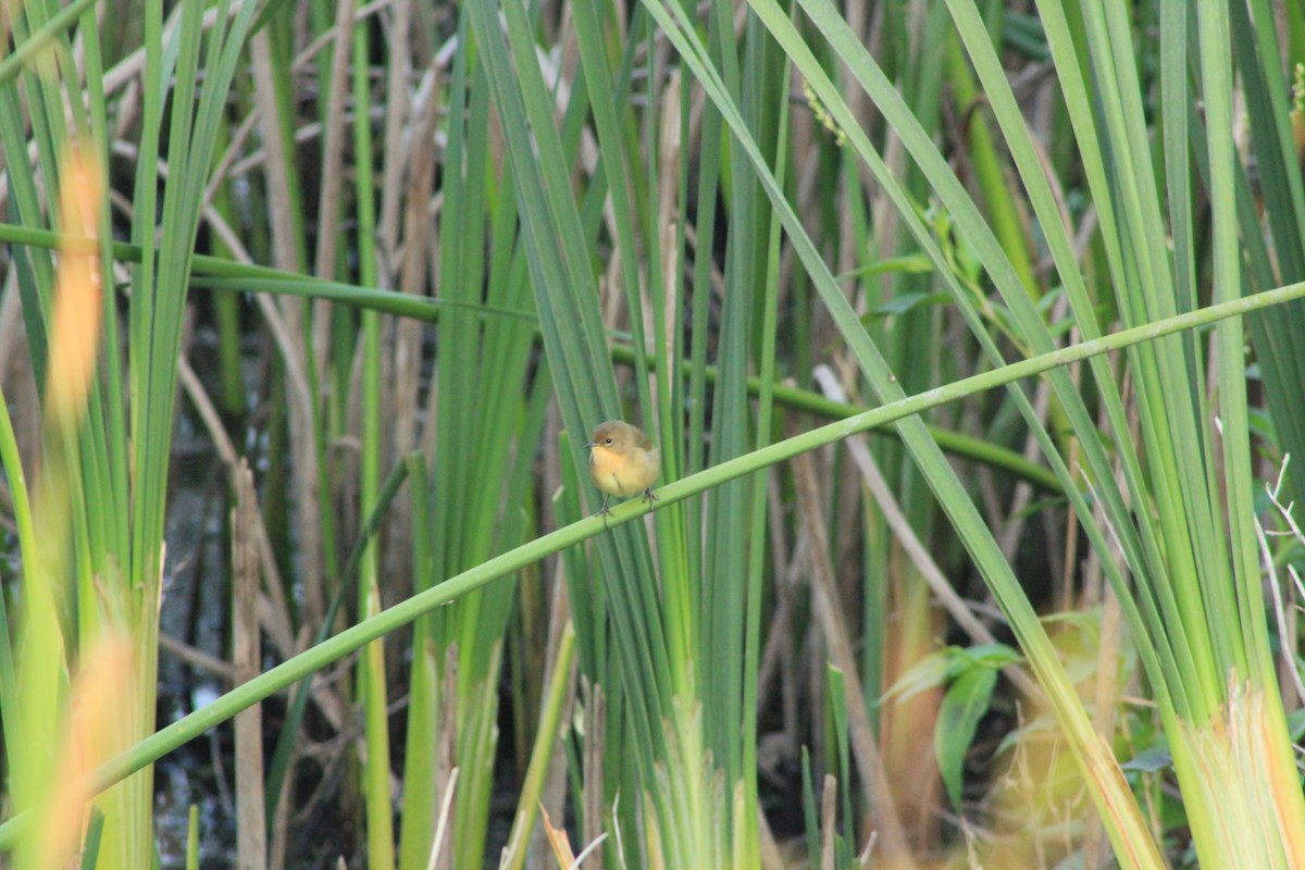 Common Yellowthroat - ML644328898