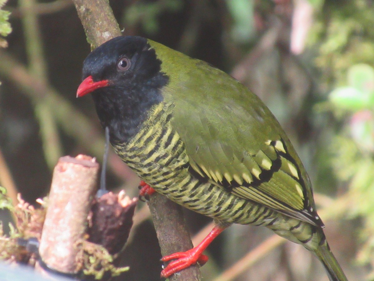 シマミドリカザリドリ - ML644328908