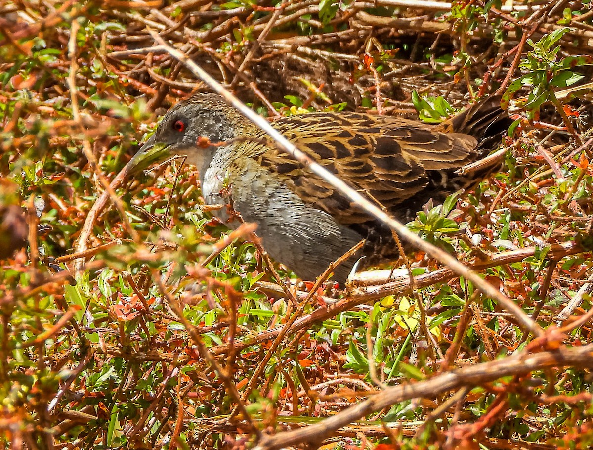 Ash-throated Crake - ML644328928