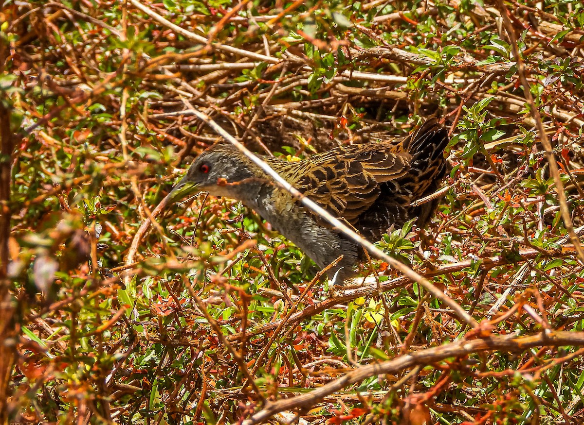 Ash-throated Crake - ML644328929