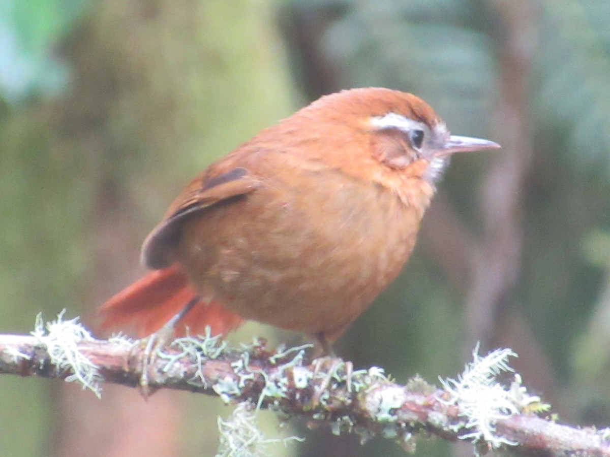 マミジロカマドドリ - ML644328931