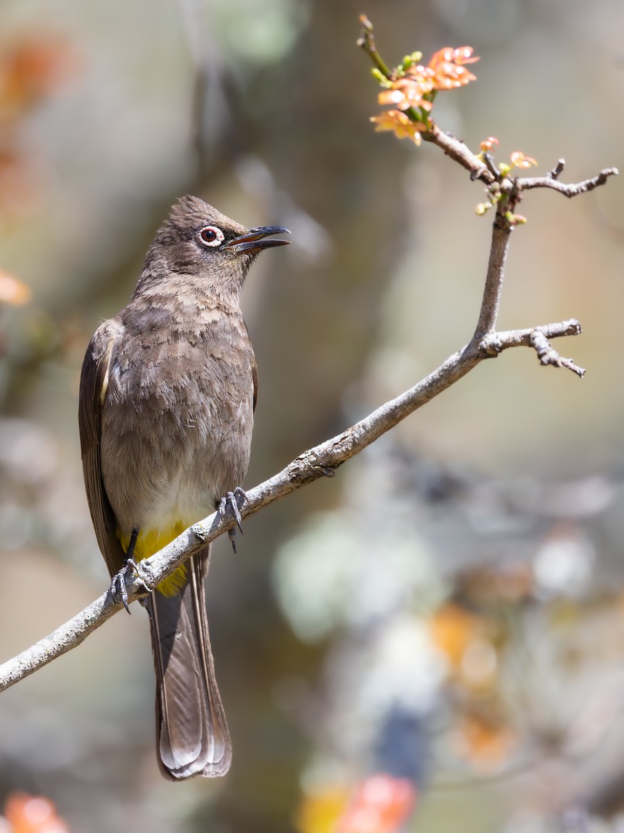 Kap Arapbülbülü - ML644328938