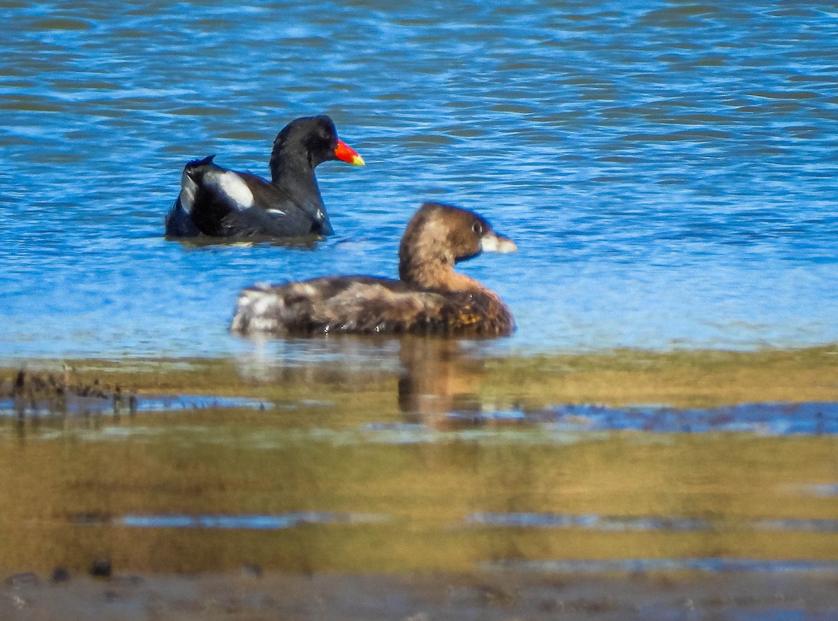 アメリカバン - ML644328939