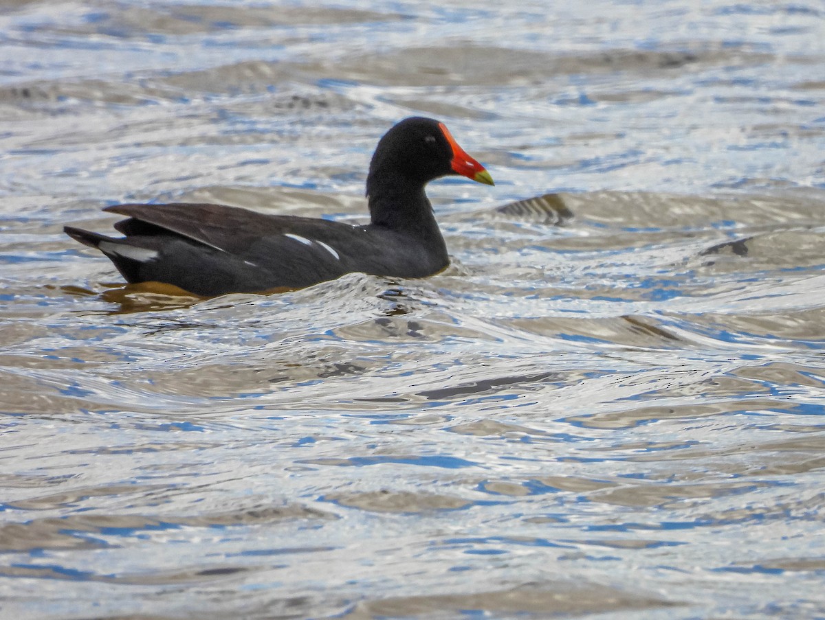 アメリカバン - ML644328940