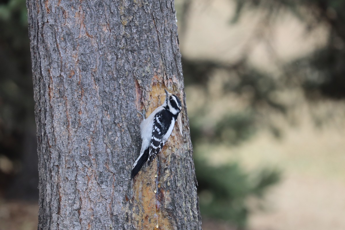 strakapoud osikový - ML644328943