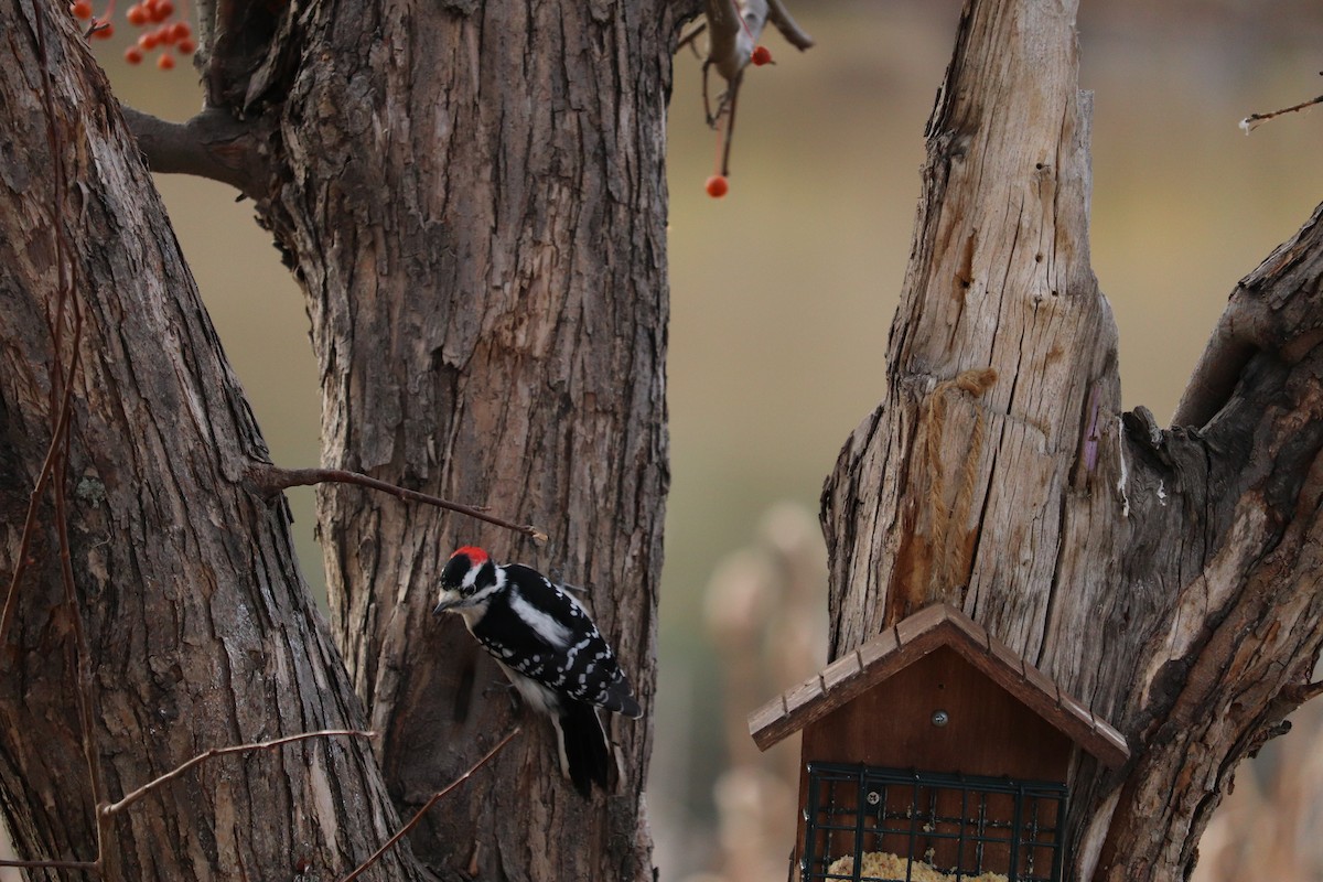 strakapoud osikový - ML644328944