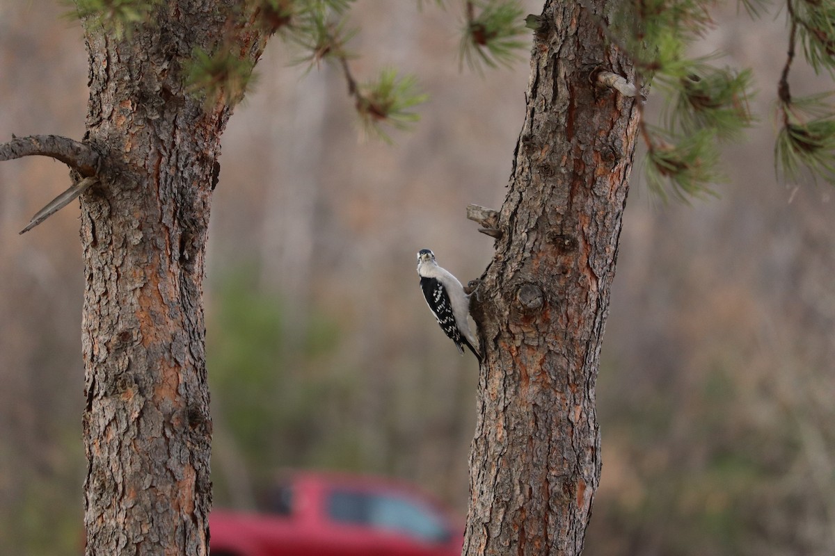 strakapoud osikový - ML644328945