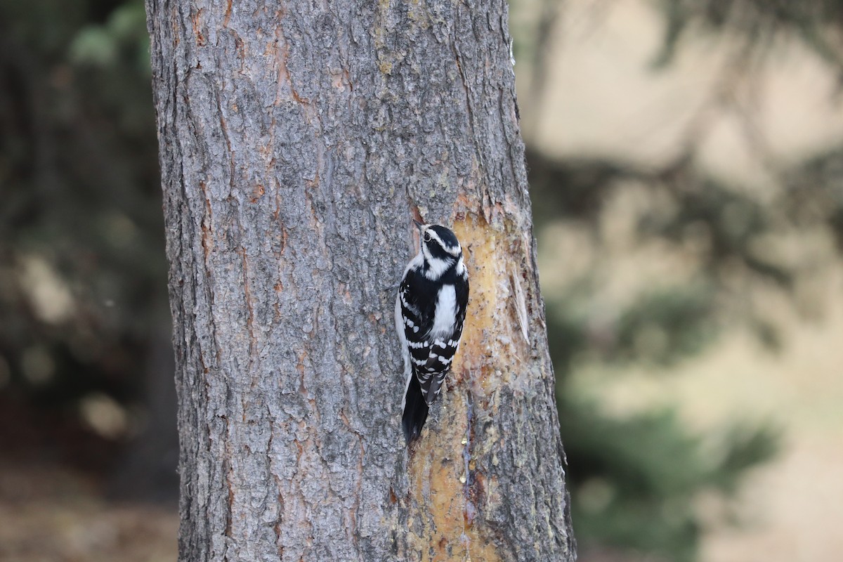 strakapoud osikový - ML644328946