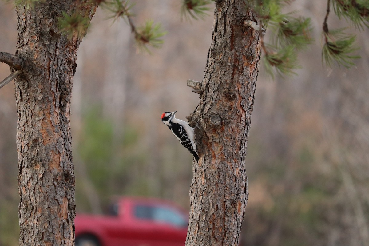 strakapoud osikový - ML644328947