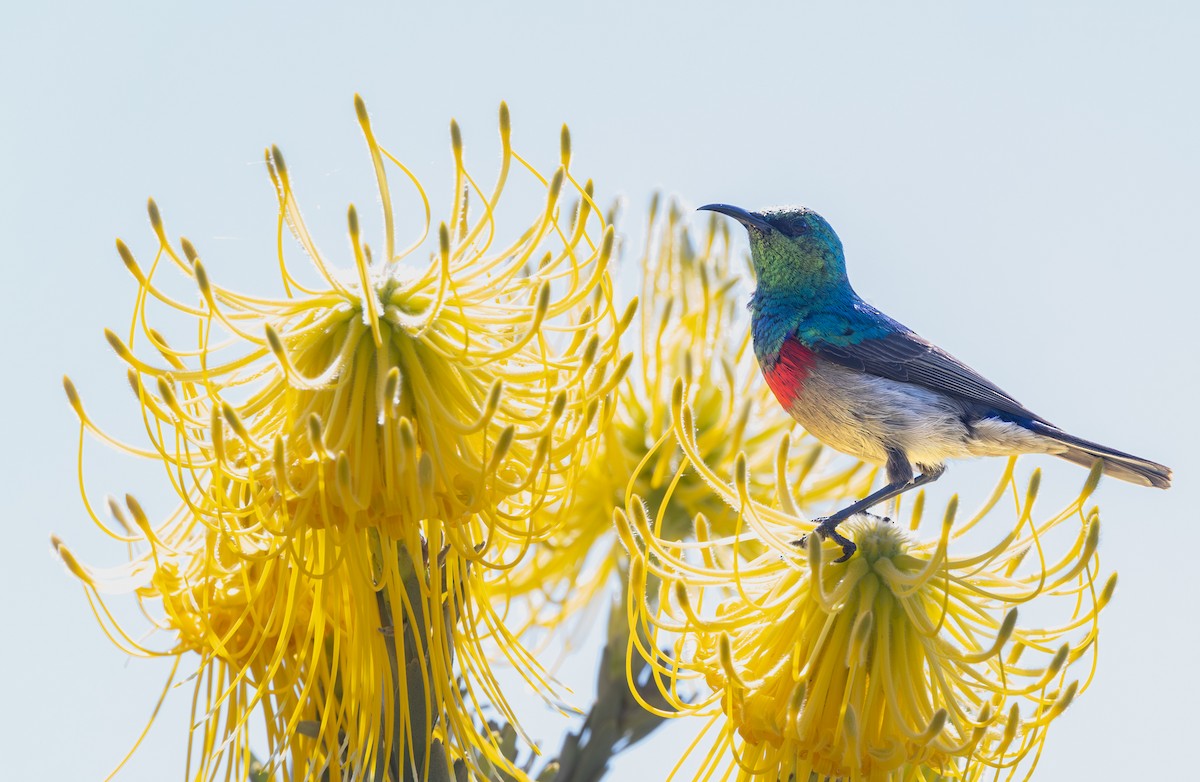Güneyli Çift Kuşaklı Nektarkuşu - ML644328948