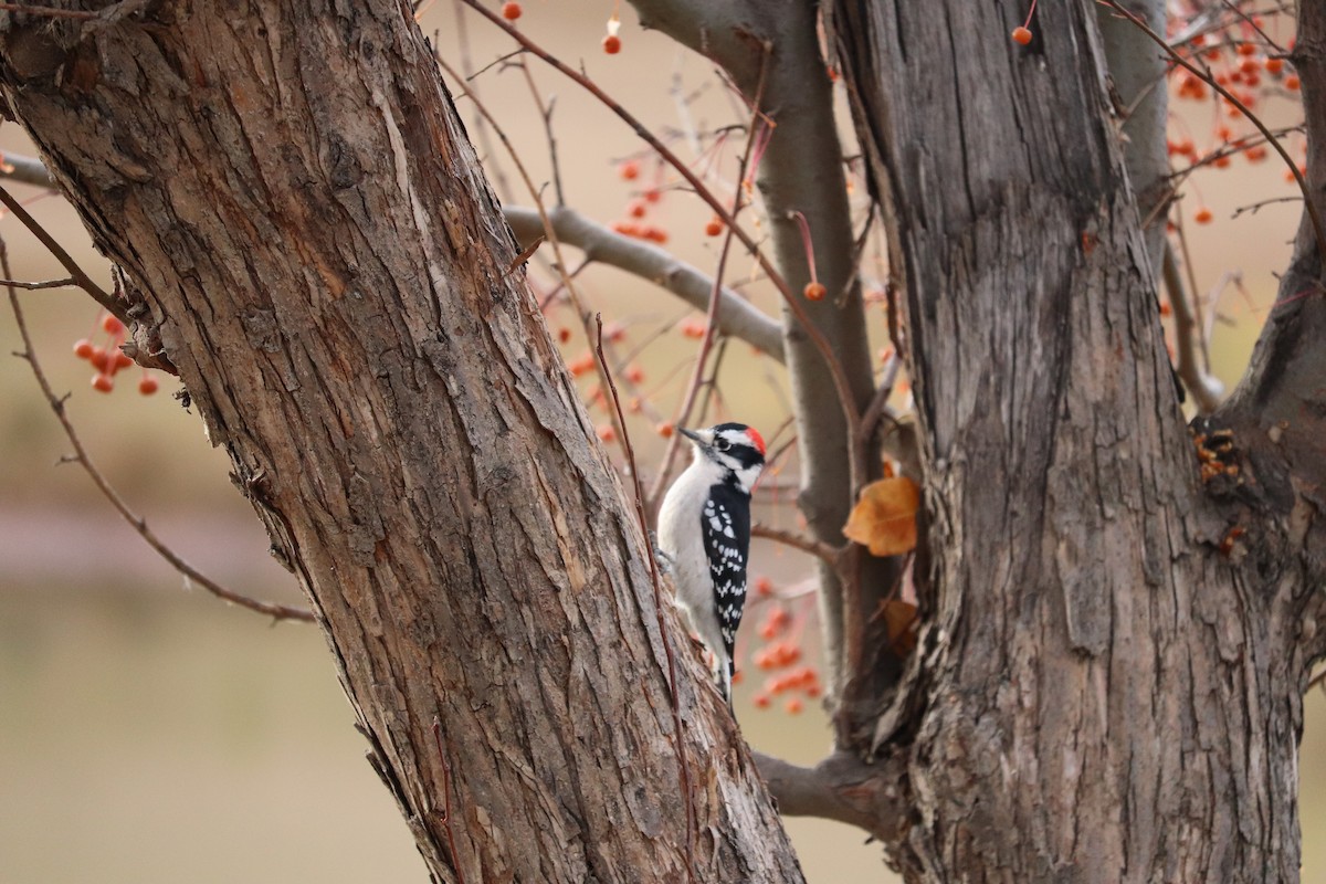 strakapoud osikový - ML644328949