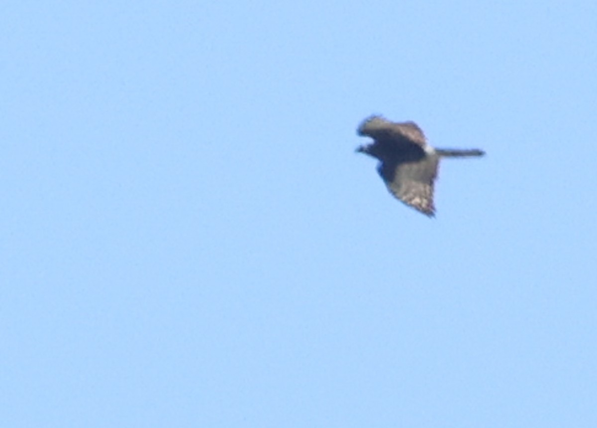 Kara Atmaca - ML644328951