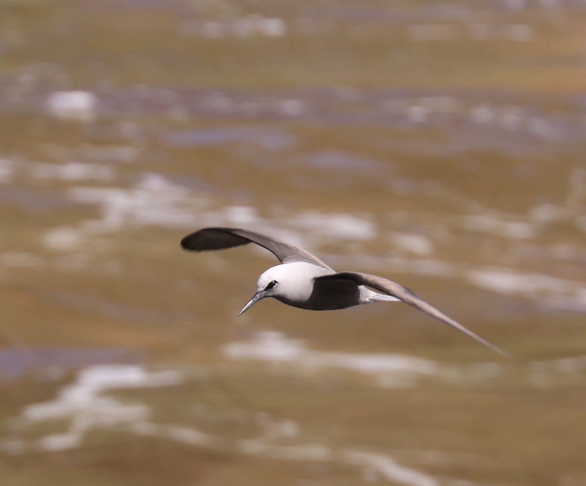 ヒメクロアジサシ - ML644328954