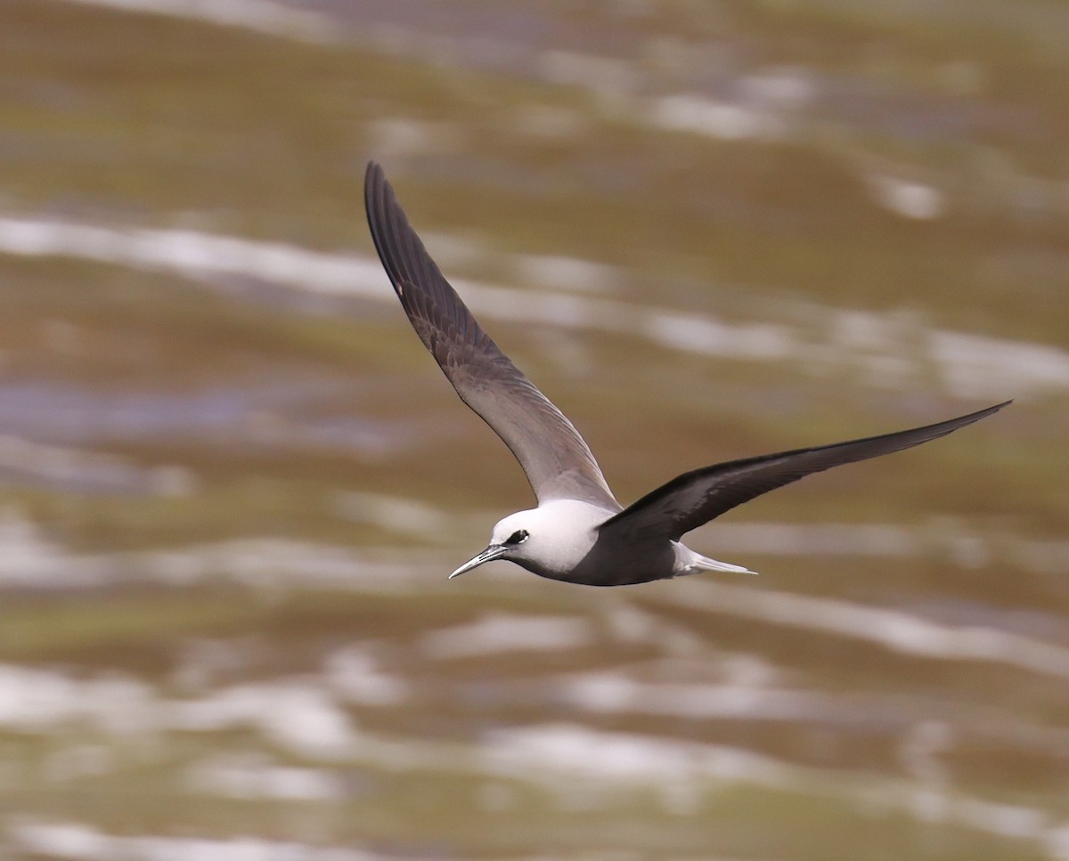 ヒメクロアジサシ - ML644328955