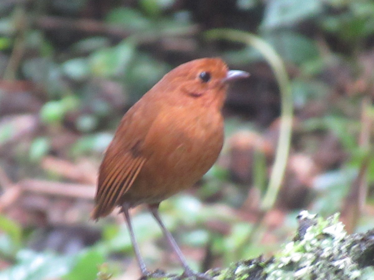 エクアドルジアリドリ - ML644328959